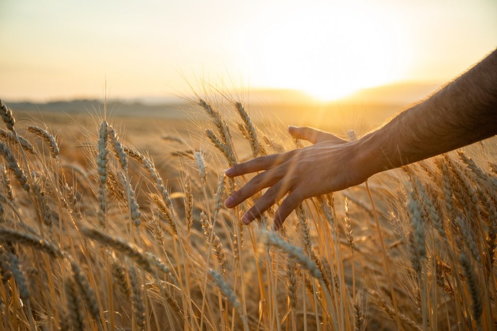 Il riscatto dei grani antichi: la rivoluzione agricola che salva la terra