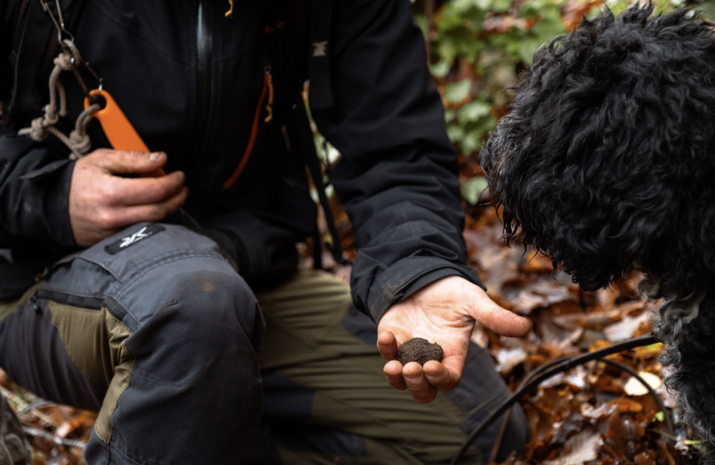 A Campotenese torna “Tartufi e Funghi del Pollino”: il weekend d’autunno tra natura e sapori